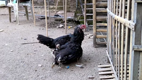 A free-range mother hen with her chicks. Stock Footage 337949134