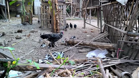 A free-range mother hen with her chicks. Stock Footage 337949144
