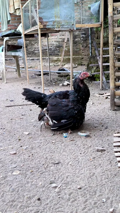 A free-range mother hen with her chicks. Stock Footage 337949145