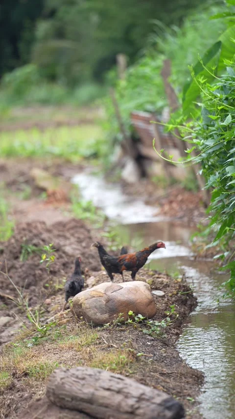 Free-range native chickens walking and foraging beside a rice field Stock Footage 344707913