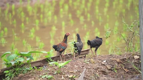Free-range native chickens walking and foraging beside a rice field Stock Footage 344707918