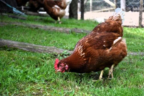 Free Range Open Air roaming and roosting Hen Stock Photos