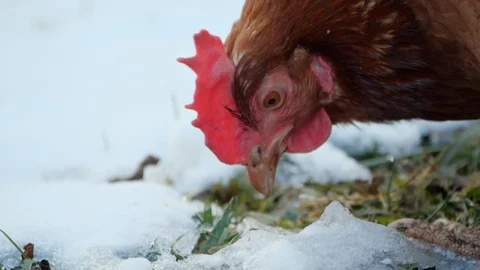 Free range organic chicken pecking grass in the snow close up Stock Footage 86586943