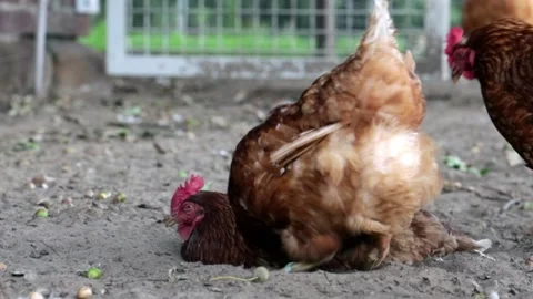 Free range organic chickens bathing in dirt. poultry in a country farm, germany Stock Footage 138320176