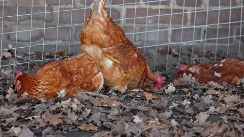 Free range organic chickens bathing in dirt. poultry in a country farm, germany Stock Footage 149683076