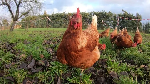 Free range organic chickens poultry in a country farm, germany Stock Footage 135738337