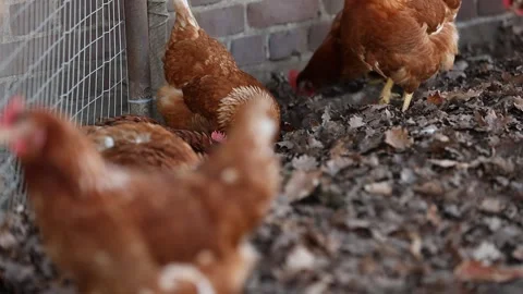Free range organic chickens poultry in a country farm on a winter morning 库存影片 146460570
