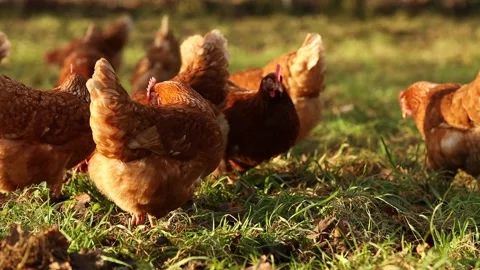 Free range organic chickens poultry in a country farm on a winter morning 库存影片 146520206