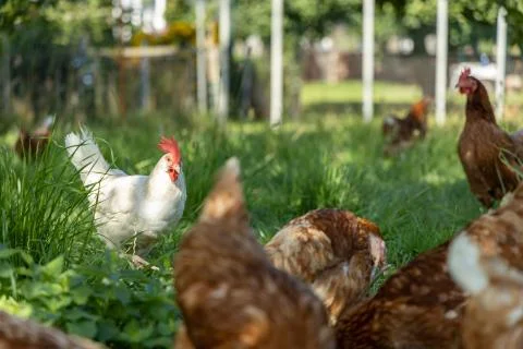 Free range organic chickens poultry in a country farm, germany Foto stock