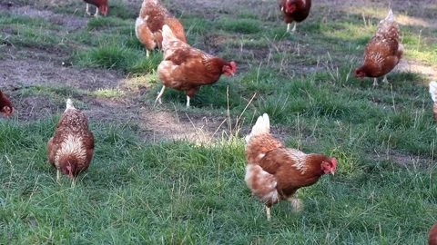 Free range organic Farming With brown Chicken Stock Footage 221403764