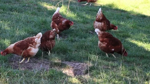Free range organic Farming With brown Chicken Stock Footage 221494492