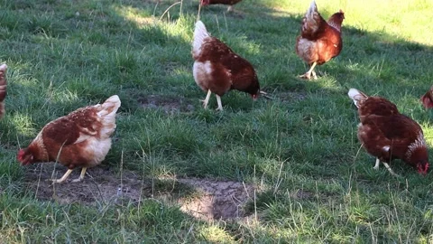 Free range organic Farming With brown Chicken Stock Footage 226892602