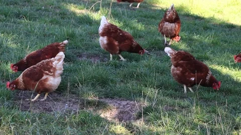 Free range organic Farming With brown Chicken Stock Footage 241902441