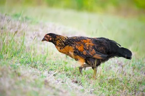 Free range organic spring young chicken foul feeding outdoors Stock Photos