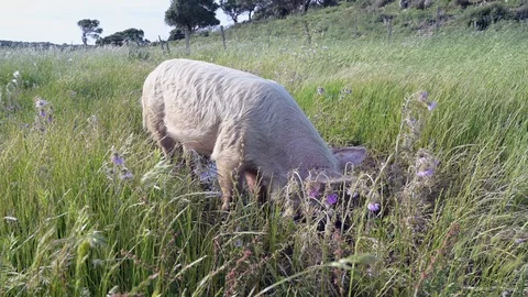 Free range  pig feeding in a puddle on  a windy springtime meadow organic farm Stock Footage 129623455