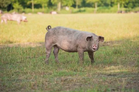 Free range pig seen from the side looking at the camera in a grass field Stock Photos