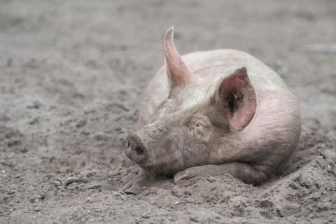 Free range pig sleeping in the mud Stock Photos