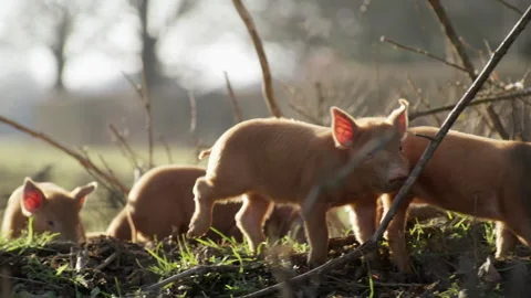 Free range piglets foraging in a field at sunset Stock Footage 328167569