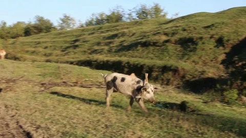 Free Range Pigs Video stock 83790175