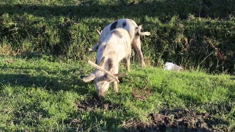 Free Range Pigs Stock Footage 83790443