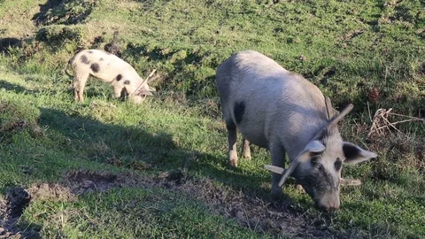 Free Range Pigs Video stock 83790710