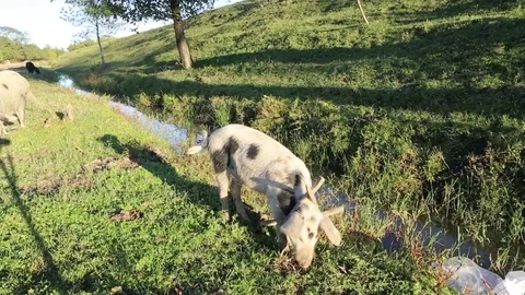 Free Range Pigs Video stock 83790793