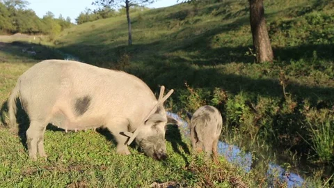 Free Range Pigs Video stock 83790862