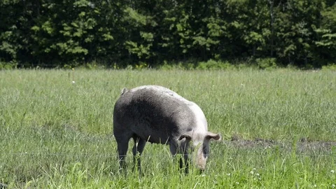 Free range pigs having a good time Stock Footage 104039428