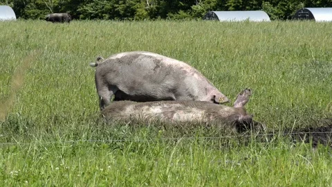 Free range pigs having a good time Stock Footage 104039441