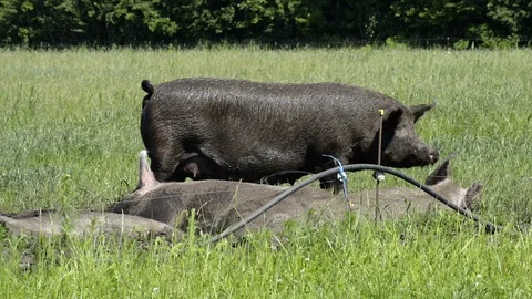 Free range pigs having a good time Stock Footage 104039535