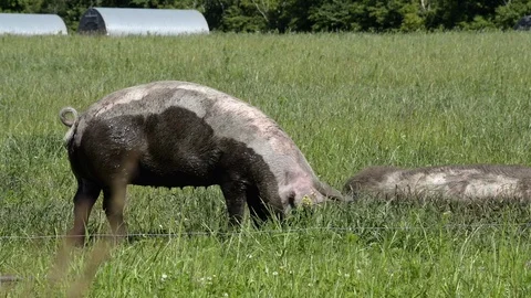 Free range pigs having a good time Stock Footage 104039545