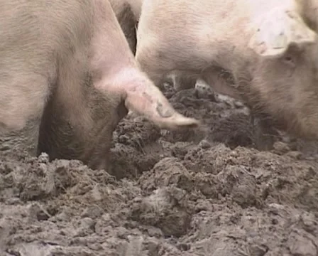 Free-range pigs in mud - rooting Stock Footage 48758111