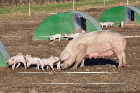Free range pigs Stock Photos