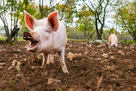 Free range pigs Foto stock