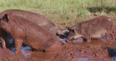 Free range pigs wallowing in the mud Stock Footage 78199690