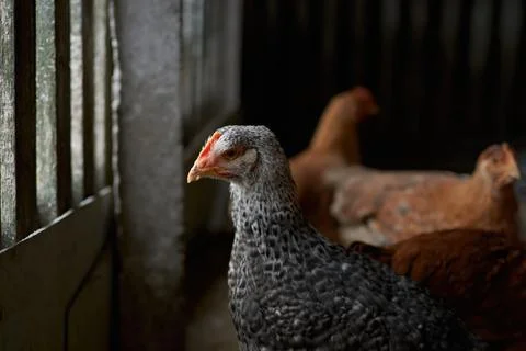 Free range poultry. close up of silver penciled chicken in the barn yard Фото