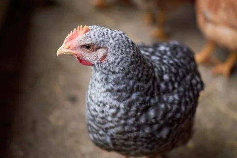 Free range poultry. close up of silver penciled chicken in the barn yard Stock-Fotos
