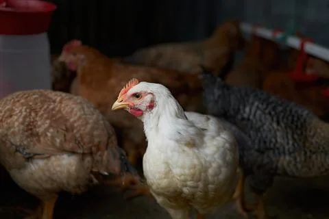 Free range poultry. close up of white chicken in the barn yard 스톡 사진