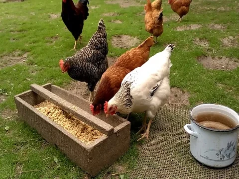 Free range poultry eating in the backyard Stock Footage 80920933