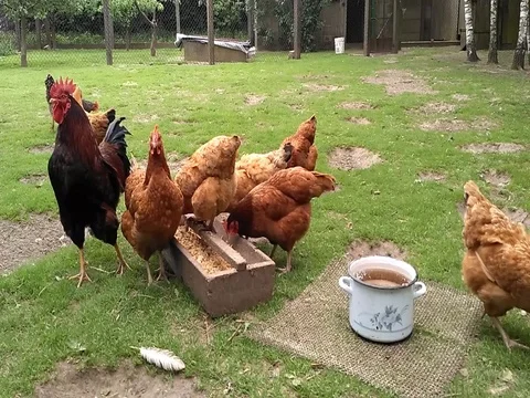 Free range poultry feed in the backyard Stock Footage 80910639