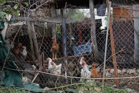 Free range poultry nesting in rusty shack Foto stock