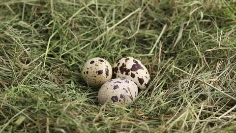 Free-range quail eggs in a hay nest. Stock Footage 154264891