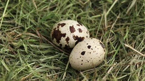 Free-range quail eggs in a hay nest. Stock Footage 154369513