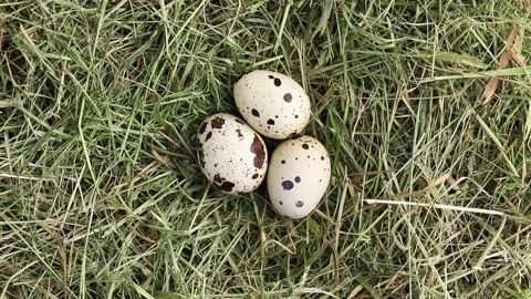 Free-range quail eggs in a hay nest. Stock Footage 157626476