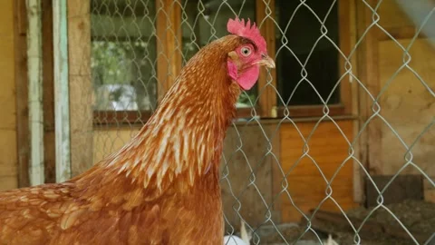 Free-range red hen cackling in the coop. Organic chicken poultry in the village Stock Footage 282435576