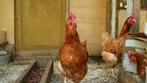 Free-range red hen walking and cackling in the coop Stock Footage 282079416