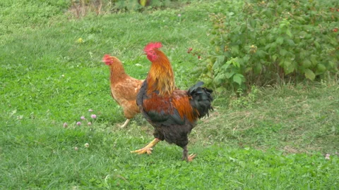 Free range rooster and chickens grazing in the garden in 4K Slow motion Video stock 88340468