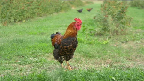 Free range rooster and chickens grazing in the garden in 4K slow motion 60fps Stock Footage 114241430