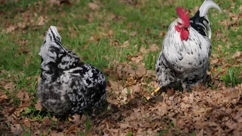 Free-range rooster and hen Vídeo Stock 170516598