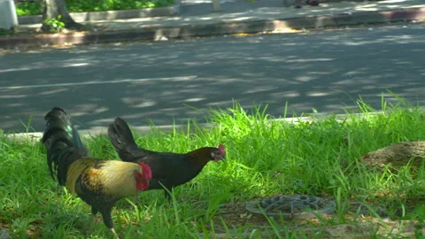 Free range rooster and hen grazing in the grass in 4K slow motion 60fps Video stock 170825182